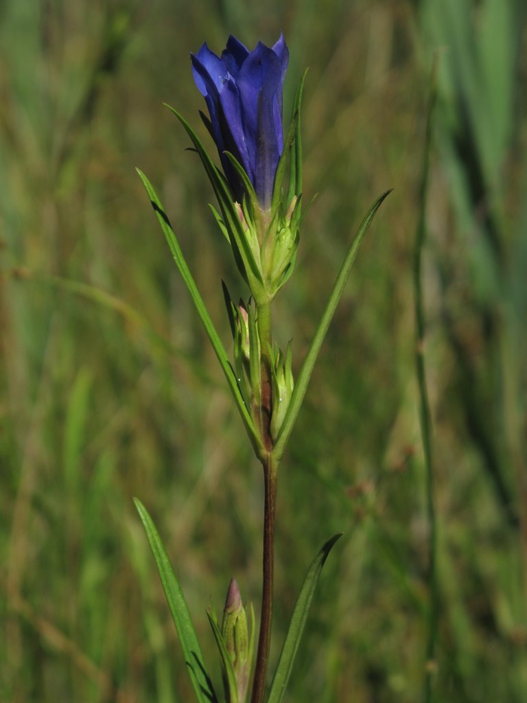 Gentiana pneumonanthe